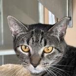 Evie, Adoptable, Adult Female Domestic Short Hair.