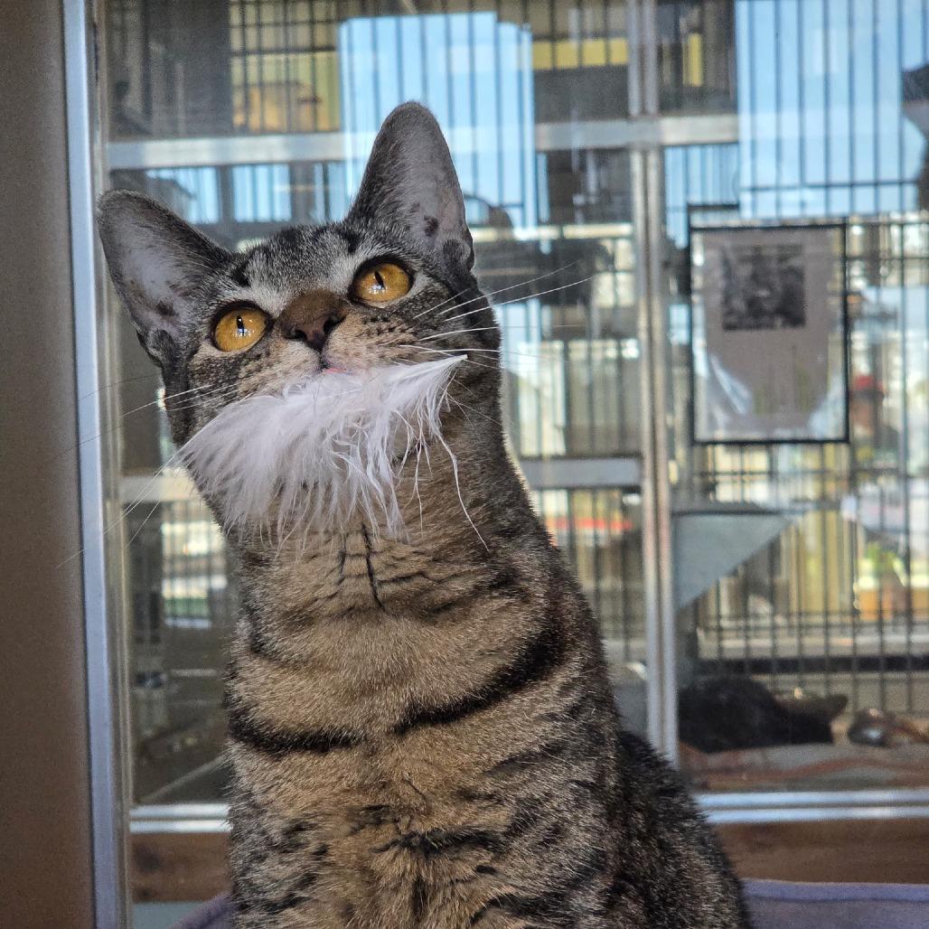 Enlarge Evie, a Adoptable mixed breed in Leander, TX image 3/3