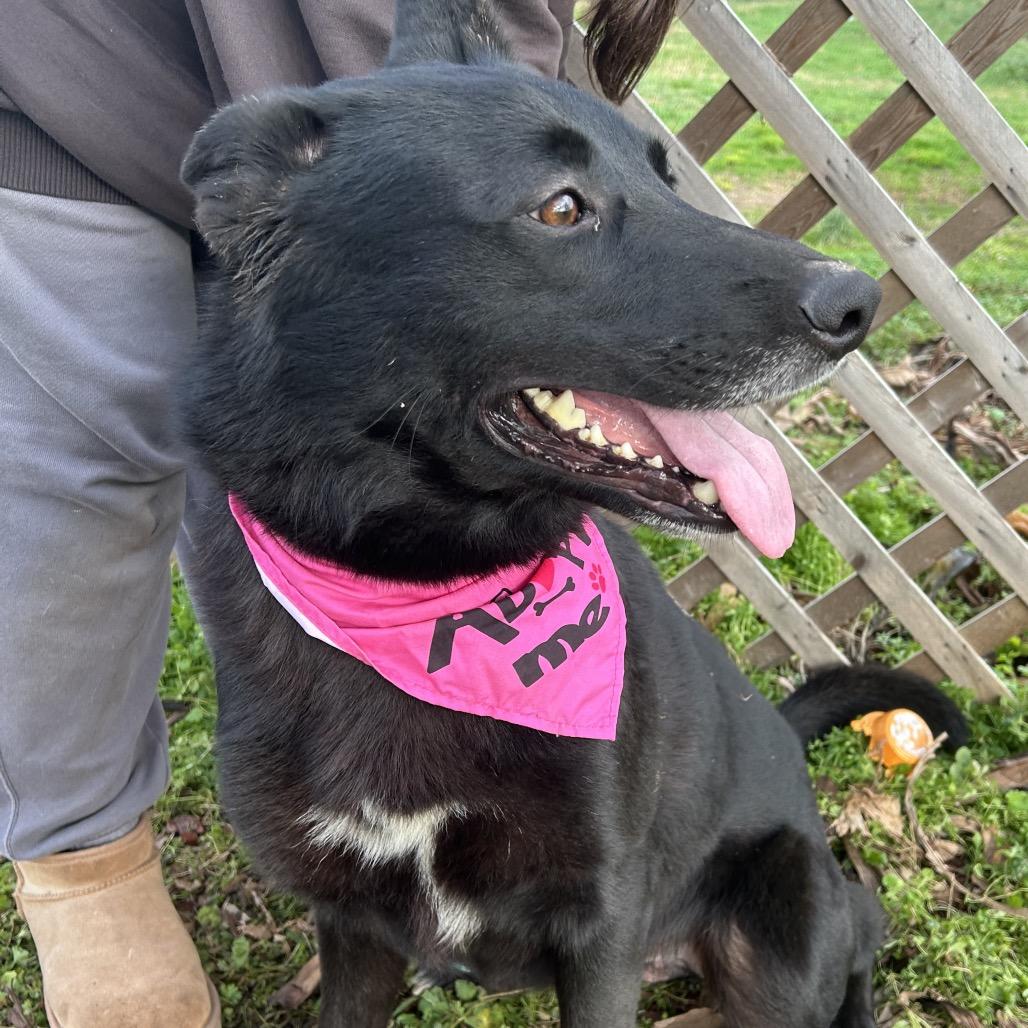 Enlarge Gaston, a Adoptable mixed breed in West Point, MS image 2/5