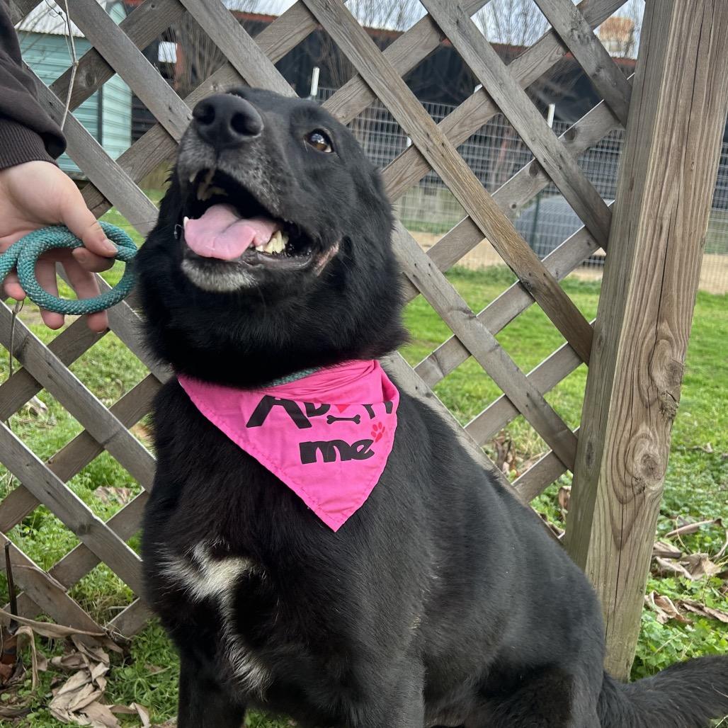 Enlarge Gaston, a Adoptable mixed breed in West Point, MS image 3/5