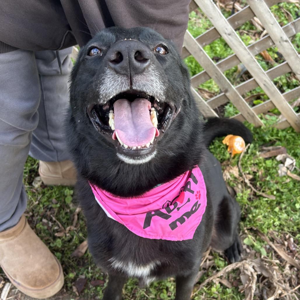 Enlarge Gaston, a Adoptable mixed breed in West Point, MS image 4/5