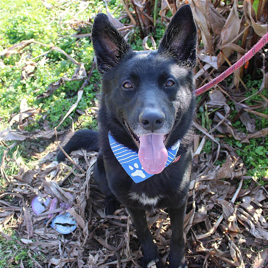 Enlarge Gaston, a Adoptable mixed breed in West Point, MS image 6/6