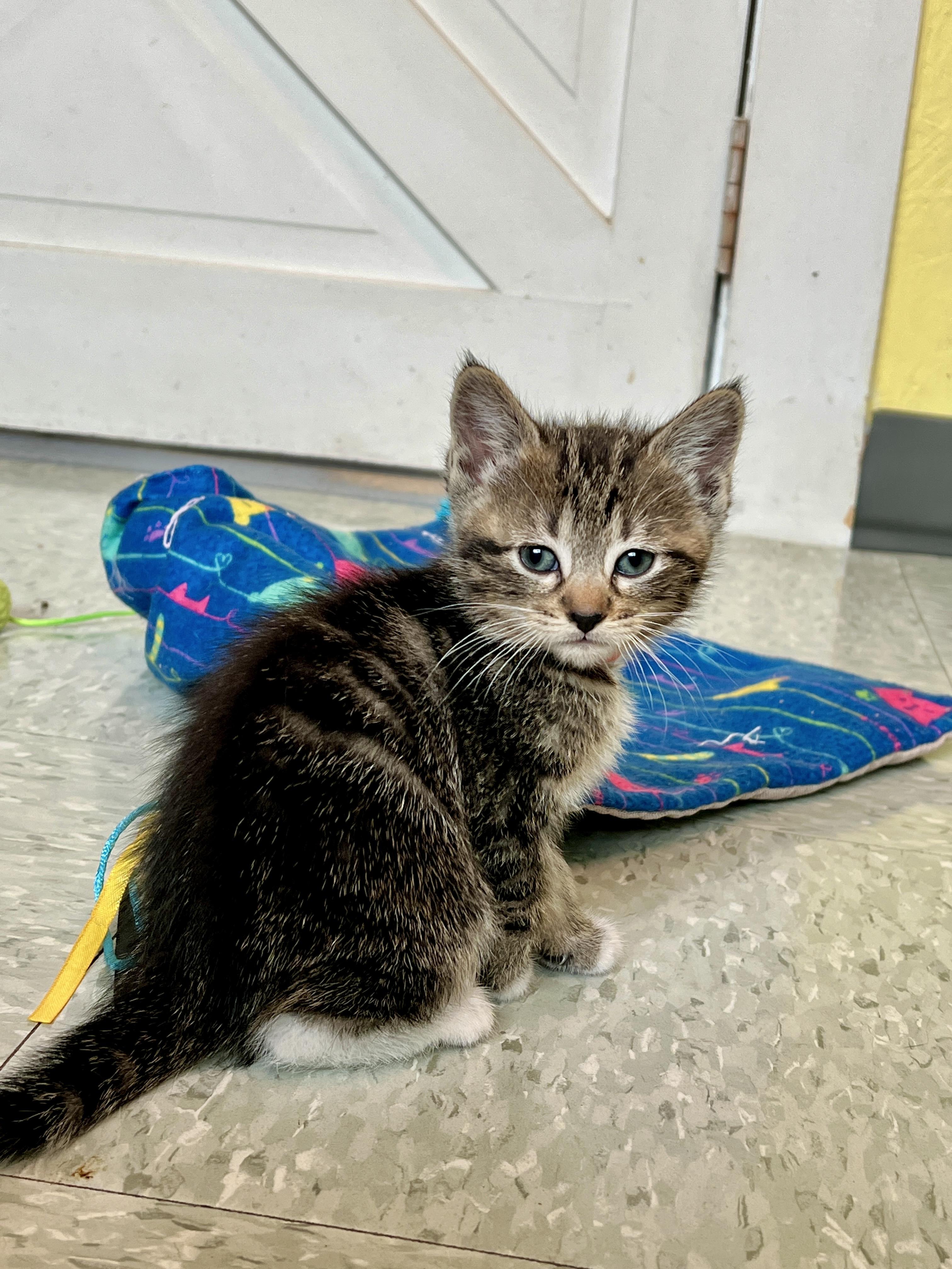 Georgia, an adoptable Domestic Short Hair in Jamestown, ND, 58402 | Photo Image 1