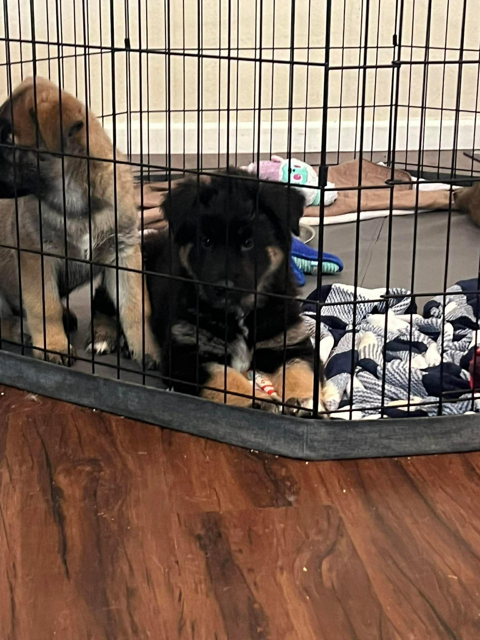 Enlarge Maxine, a ADOPTABLE mixed breed in Blue Bell, PA image 4/6