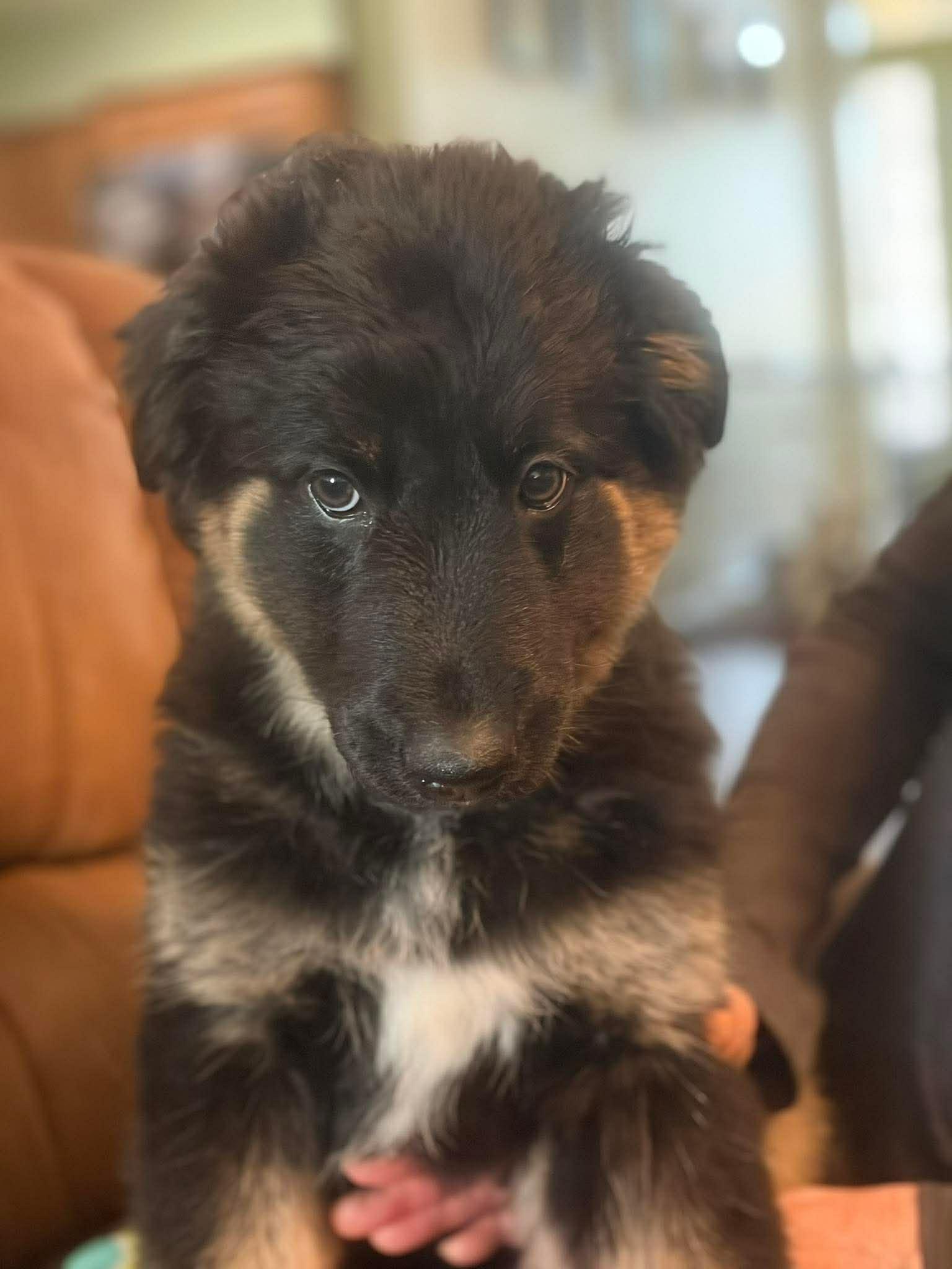 Enlarge Maxine, a ADOPTABLE mixed breed in Blue Bell, PA image 2/6