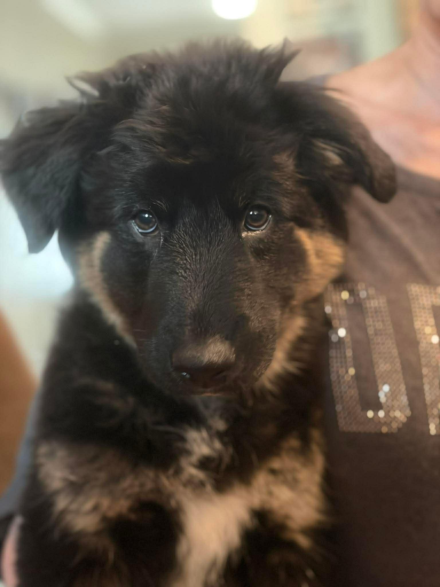 Maxine, ADOPTABLE, Puppy Female Shepherd & Corgi.