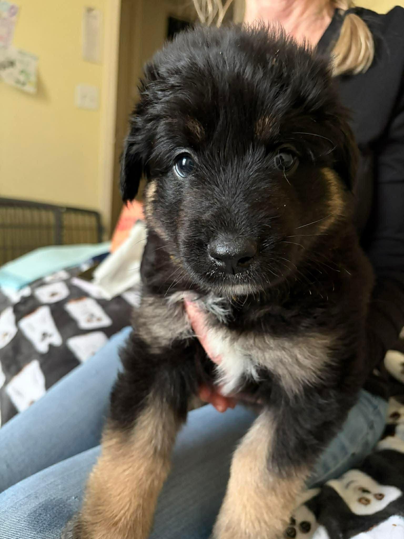 Maxine, ADOPTABLE, Puppy Female Shepherd & Corgi.