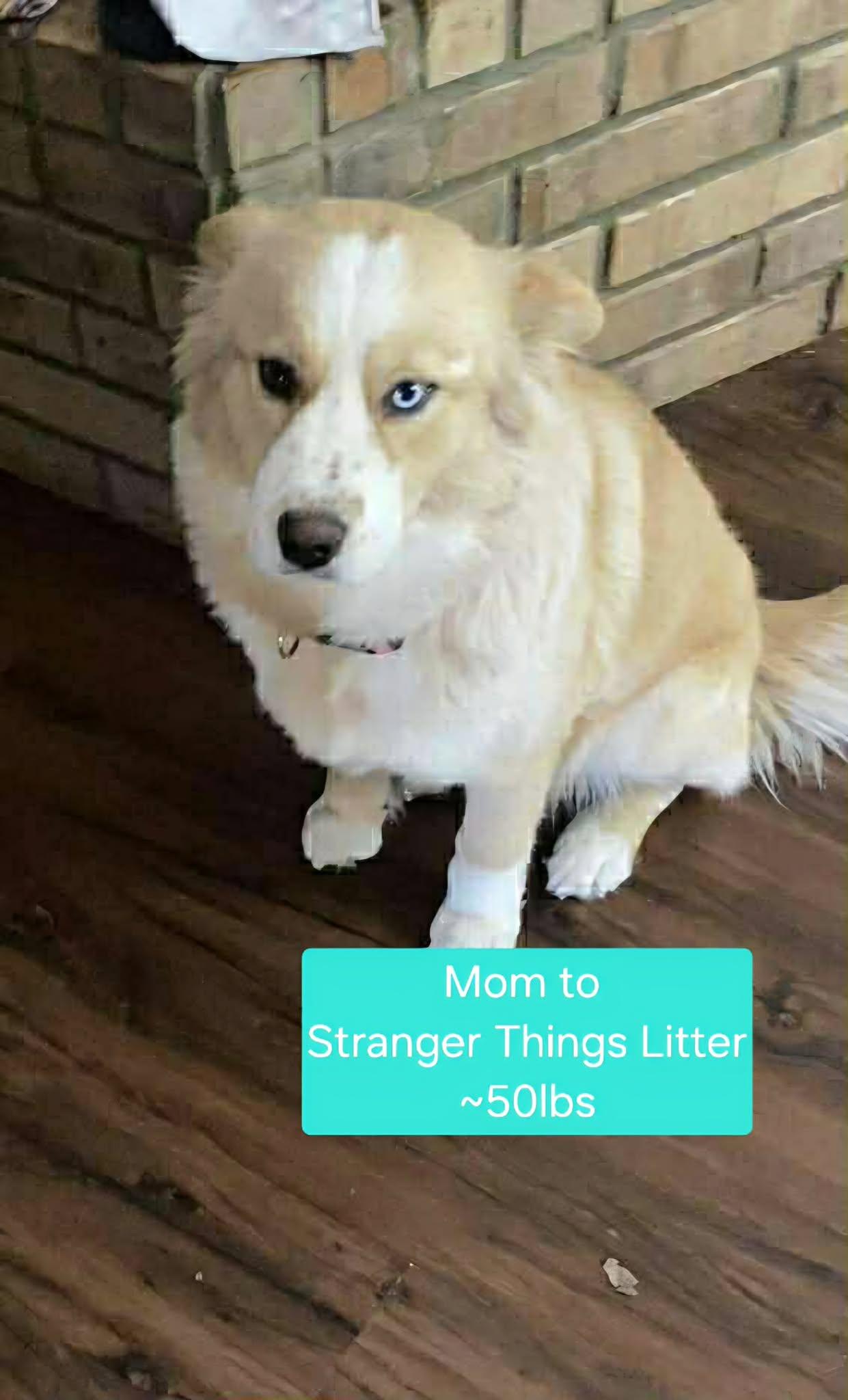 Enlarge Maxine, a ADOPTABLE mixed breed in Blue Bell, PA image 6/6