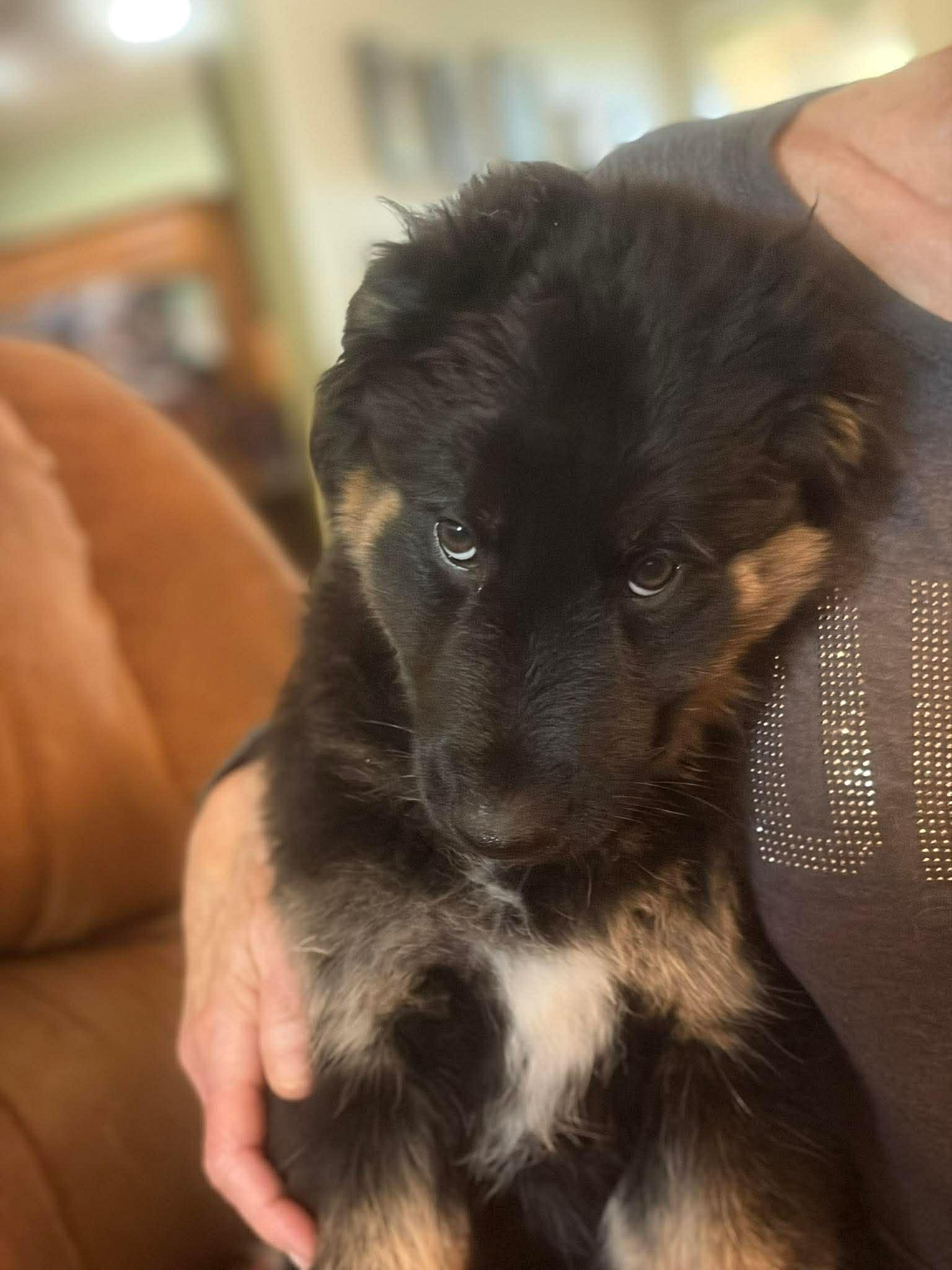 Enlarge Maxine, a ADOPTABLE mixed breed in Blue Bell, PA image 3/6