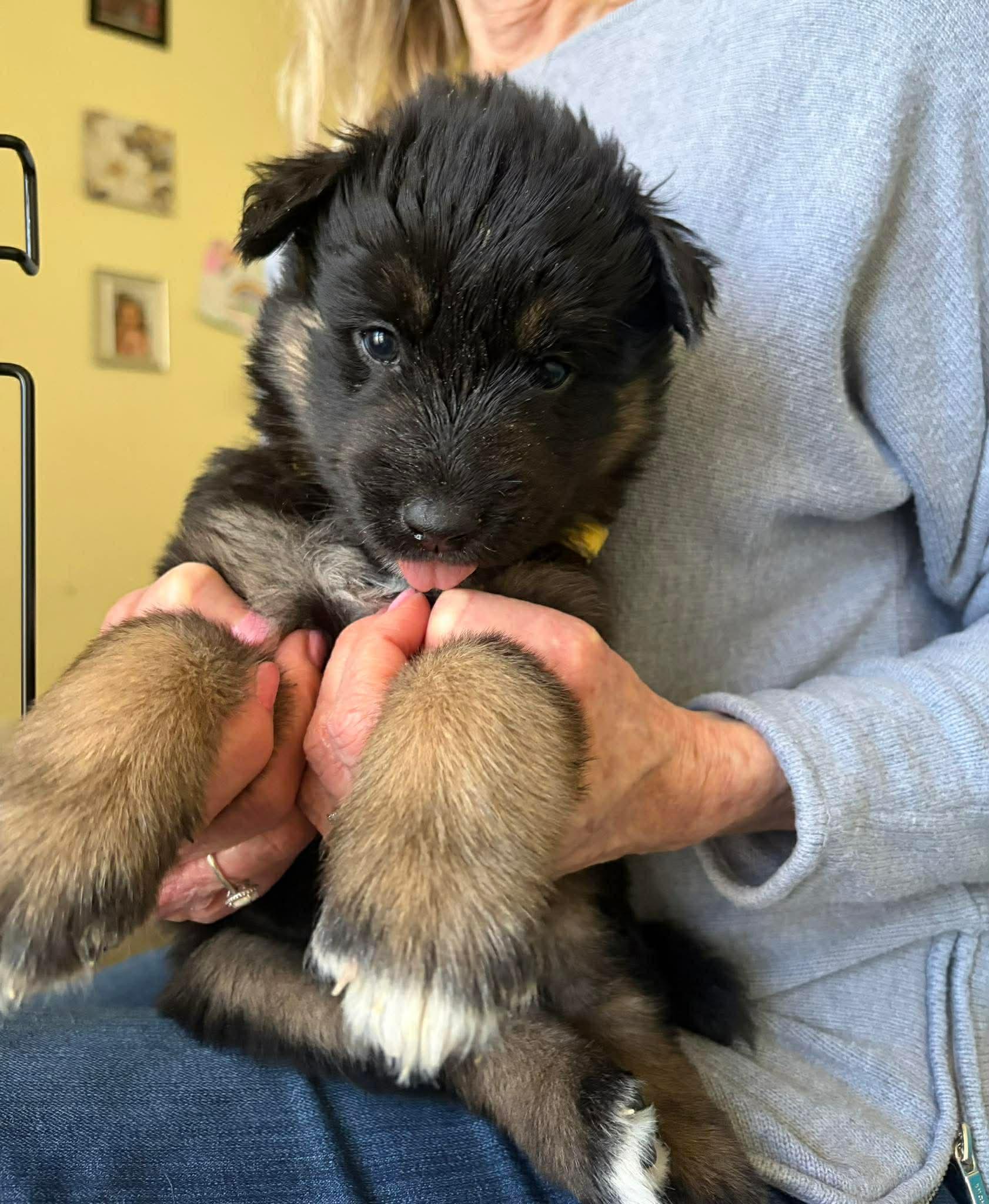 Maxine, a ADOPTABLE mixed breed in Blue Bell, PA image 3/4
