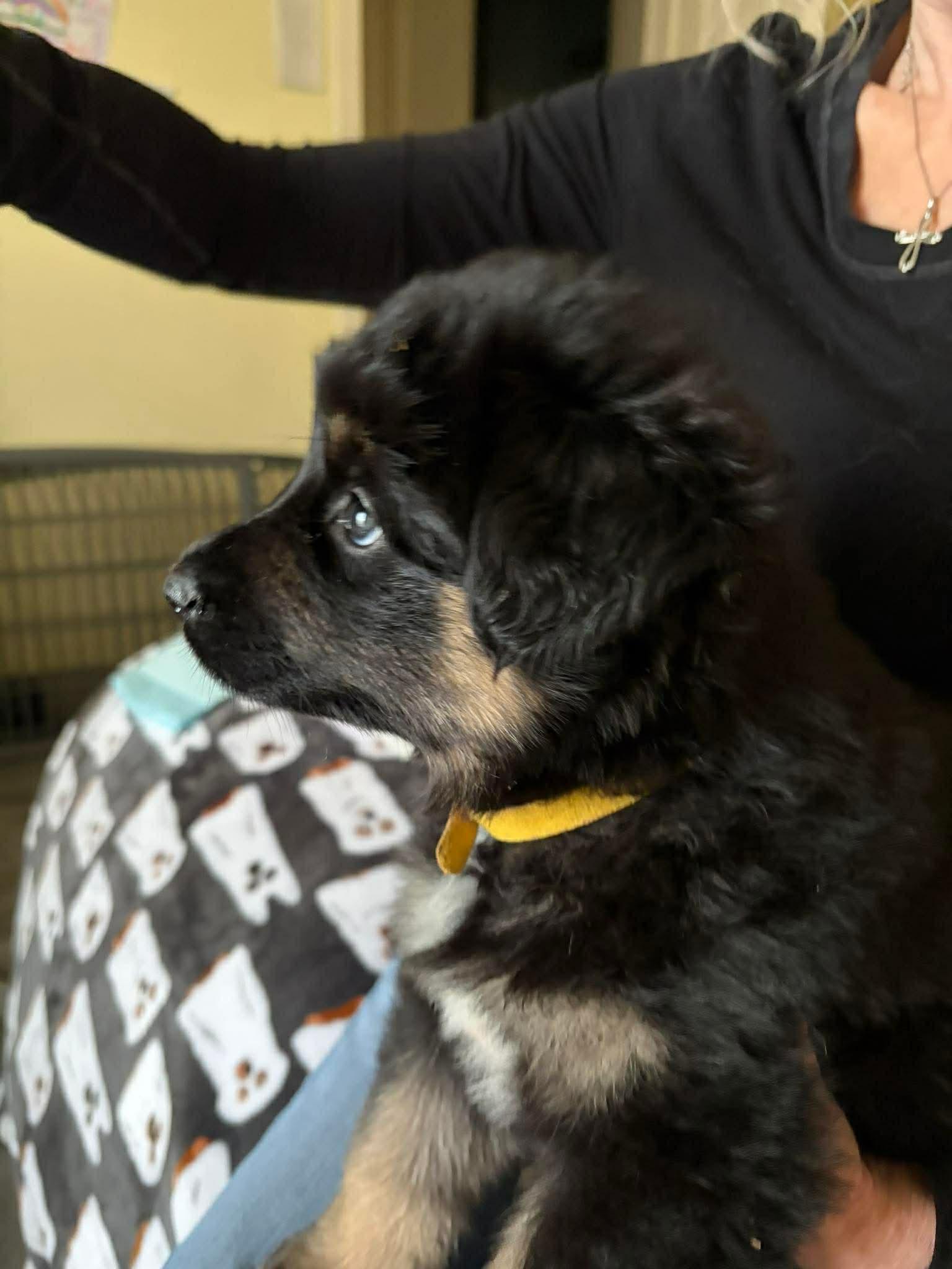 Maxine, a ADOPTABLE mixed breed in Blue Bell, PA image 2/4