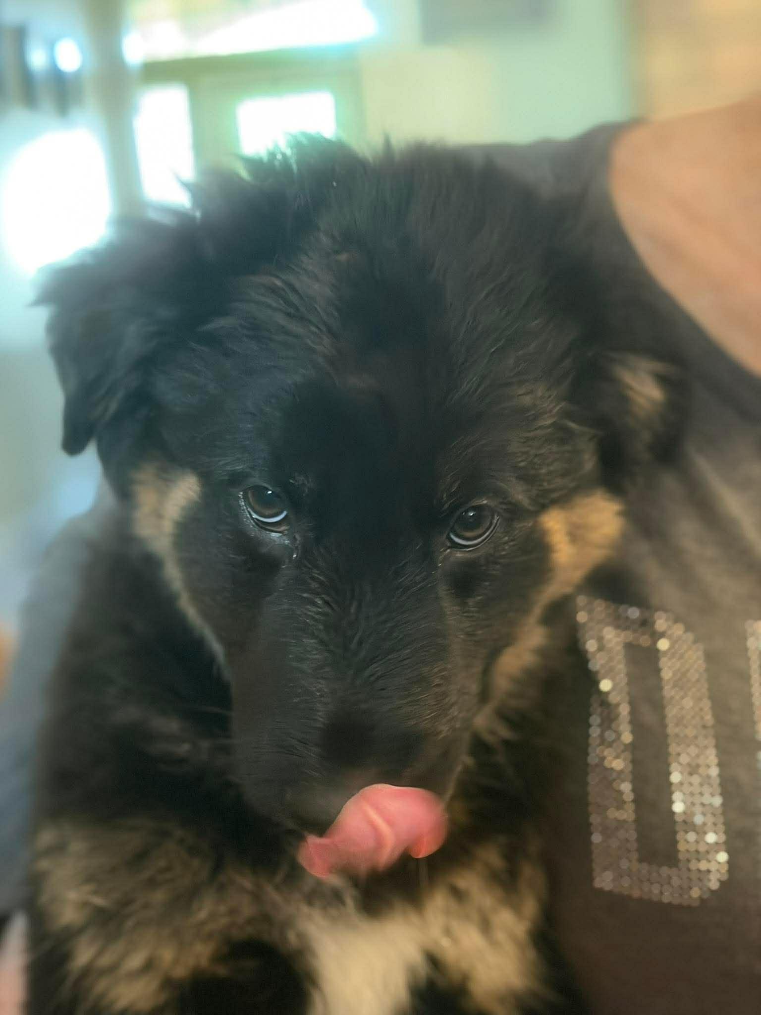 Enlarge Maxine, a ADOPTABLE mixed breed in Blue Bell, PA image 5/6