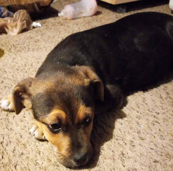 Enlarge Bentley FKA Butter Cup: Vinnie, a Adoptable mixed breed in Dallas, TX image 1/5