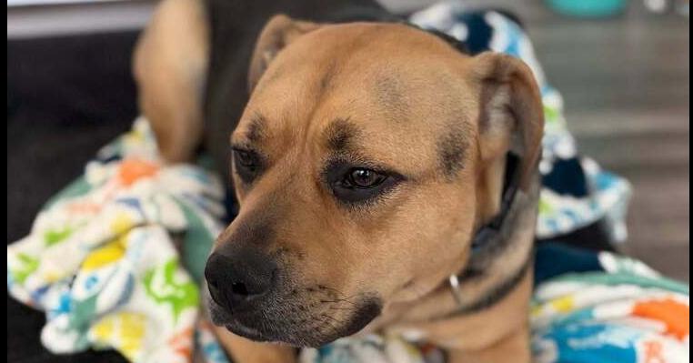 Enlarge Bentley FKA Butter Cup: Vinnie, a Adoptable mixed breed in Dallas, TX image 2/5