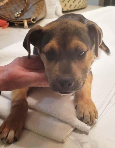 Enlarge Bentley FKA Butter Cup: Vinnie, a Adoptable mixed breed in Dallas, TX image 3/5