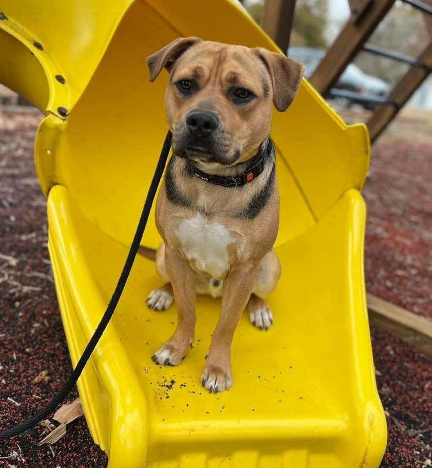 Enlarge Bentley FKA Butter Cup: Vinnie, a Adoptable mixed breed in Dallas, TX image 4/5