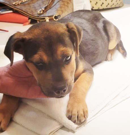 Enlarge Bentley FKA Butter Cup: Vinnie, a Adoptable mixed breed in Dallas, TX image 5/5