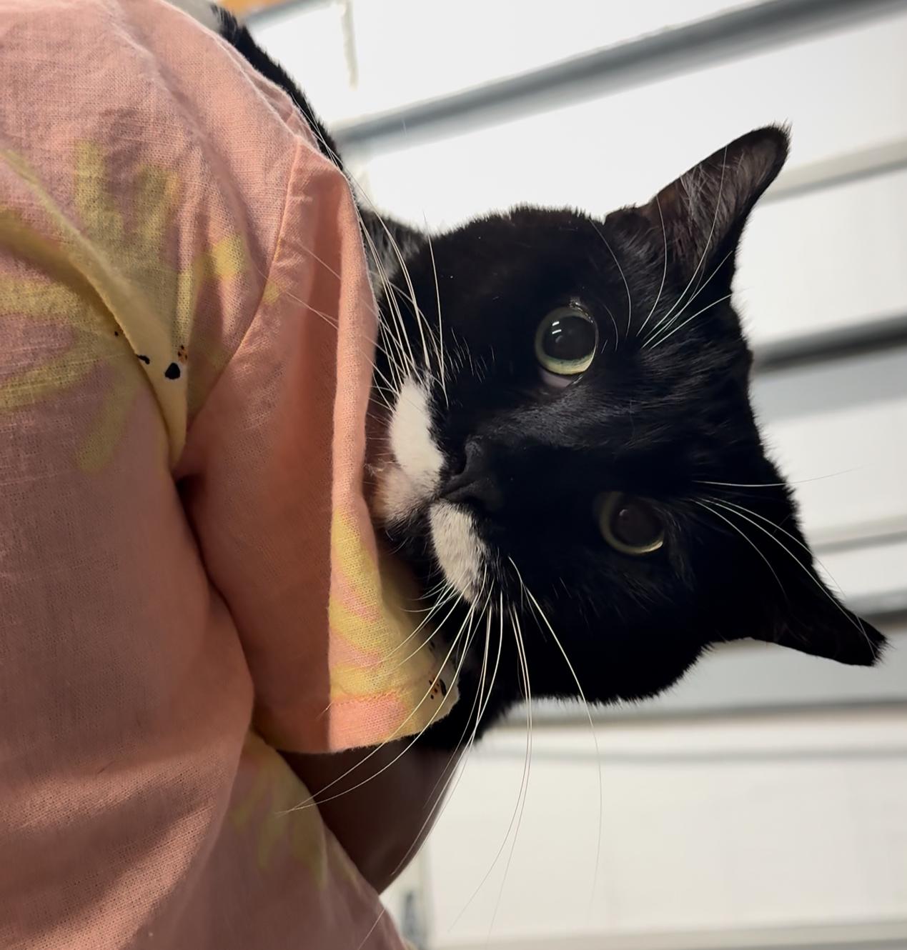 Little T — thumbnail 2