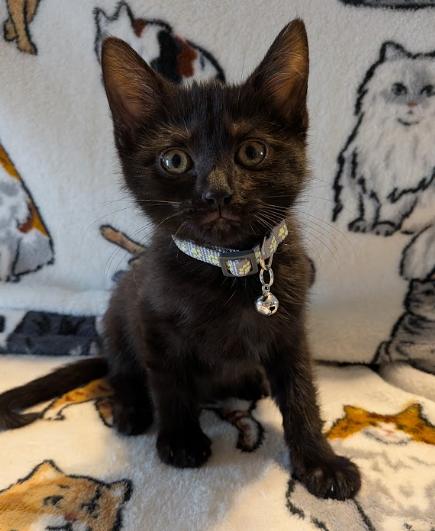Enlarge Queso, a Adoptable Domestic Short Hair in Indianapolis, IN image 2/3