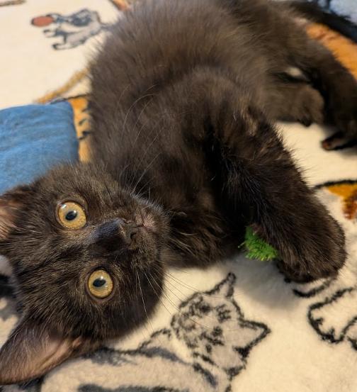 Enlarge Queso, a Adoptable Domestic Short Hair in Indianapolis, IN image 3/3