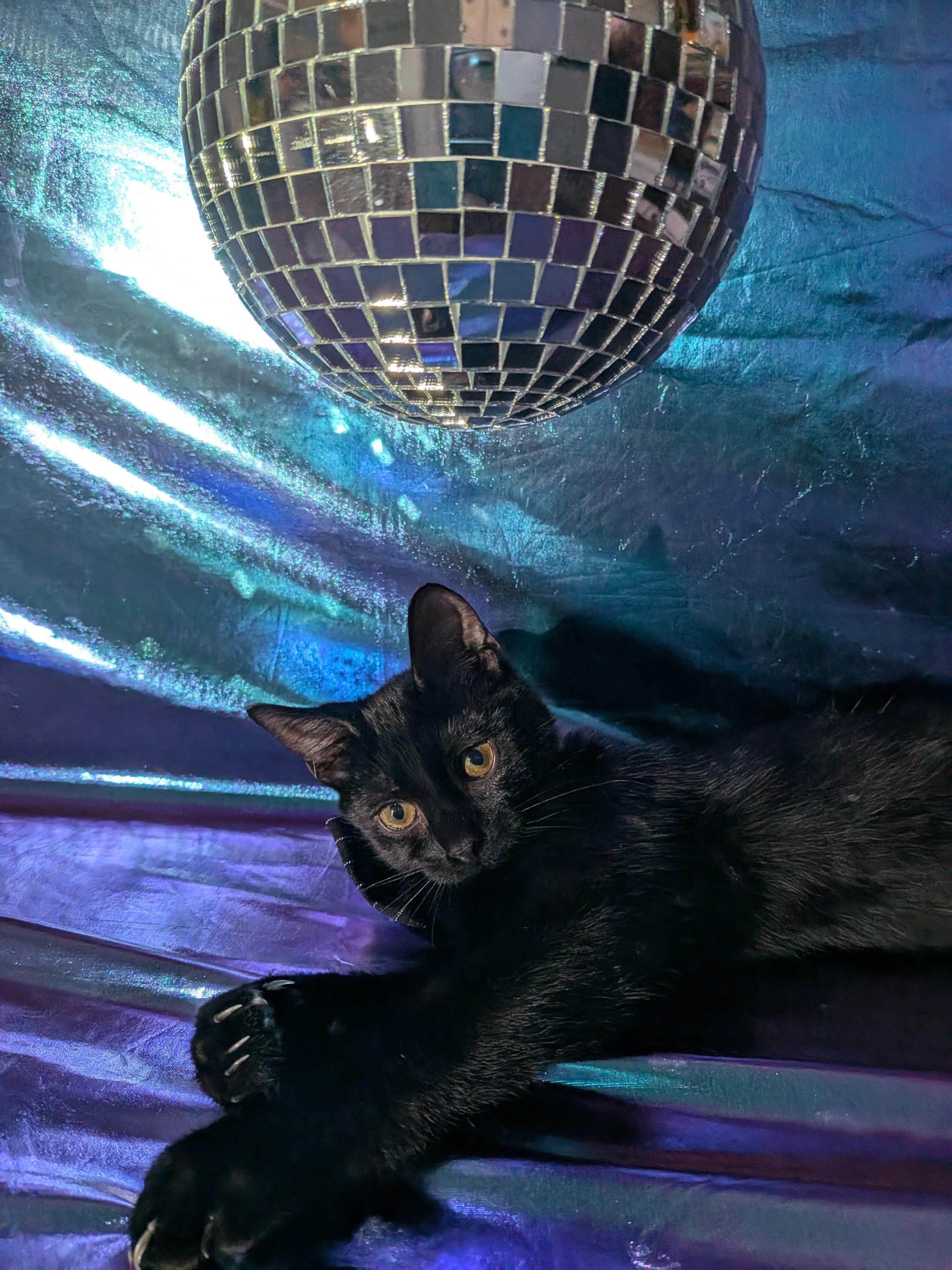 Enlarge Queso, a Adoptable Domestic Short Hair in Indianapolis, IN image 1/4