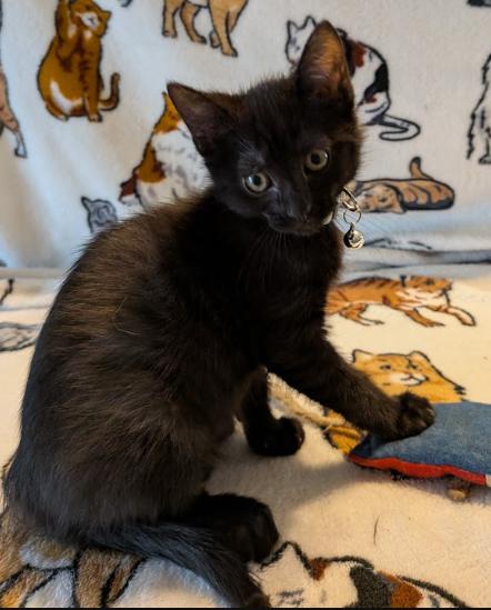 Queso, Adoptable, Kitten Male Domestic Short Hair.