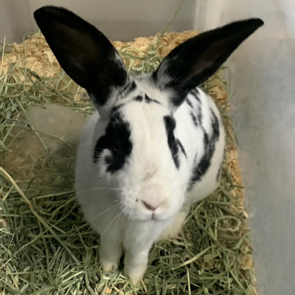 Felix, Adoptable, Adult Male English Spot.