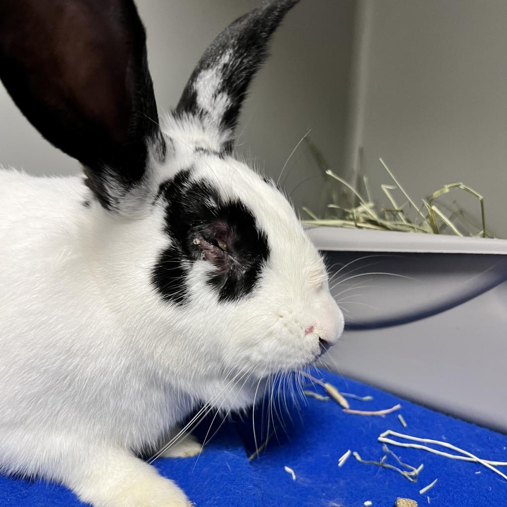 Enlarge Felix, a Adoptable English Spot in Kennesaw, GA image 2/3