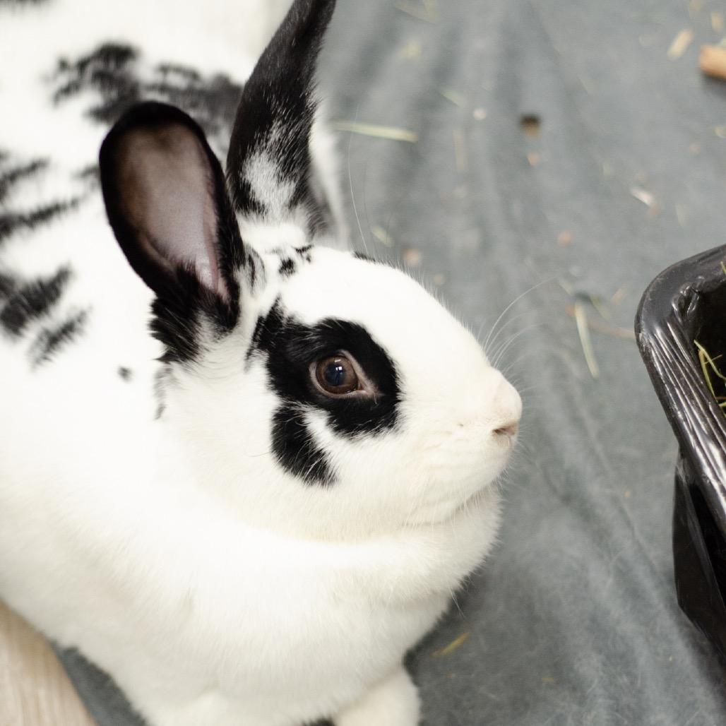 Enlarge Felix, a Adoptable English Spot in Kennesaw, GA image 3/3
