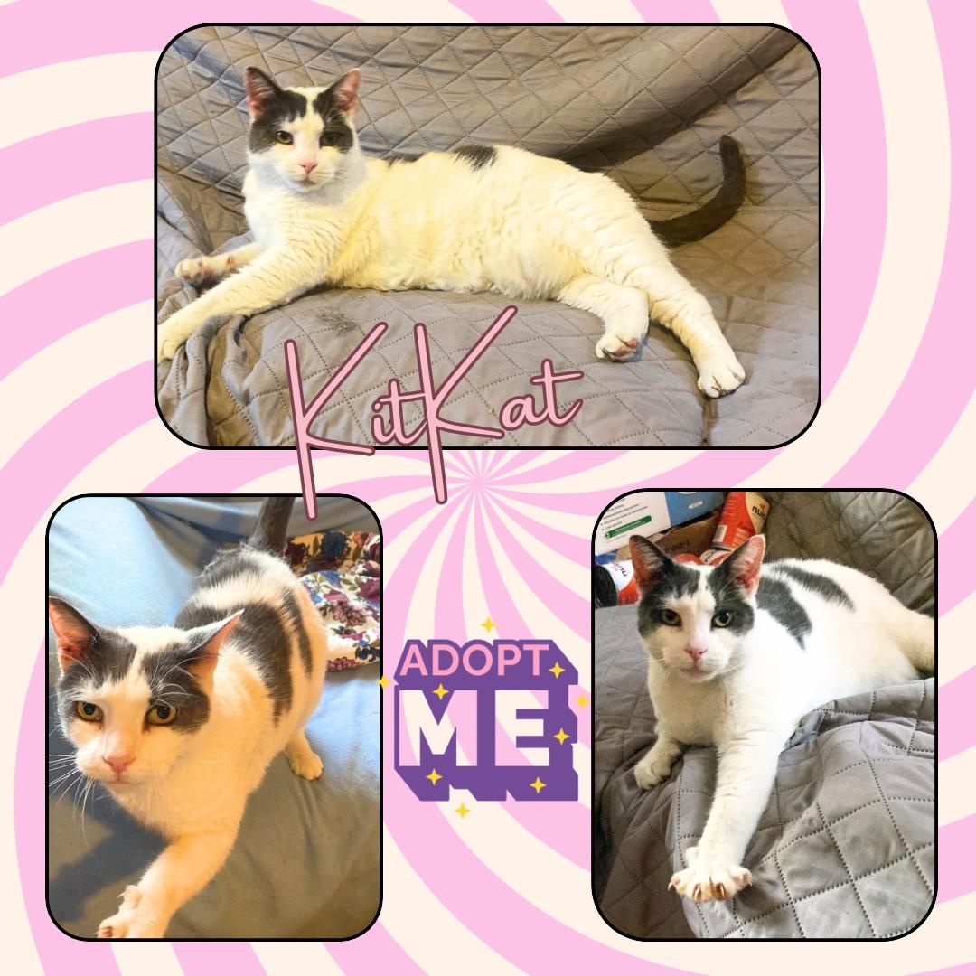 Kitkat - sweetheart, ADOPTABLE, Adult Female Domestic Short Hair.