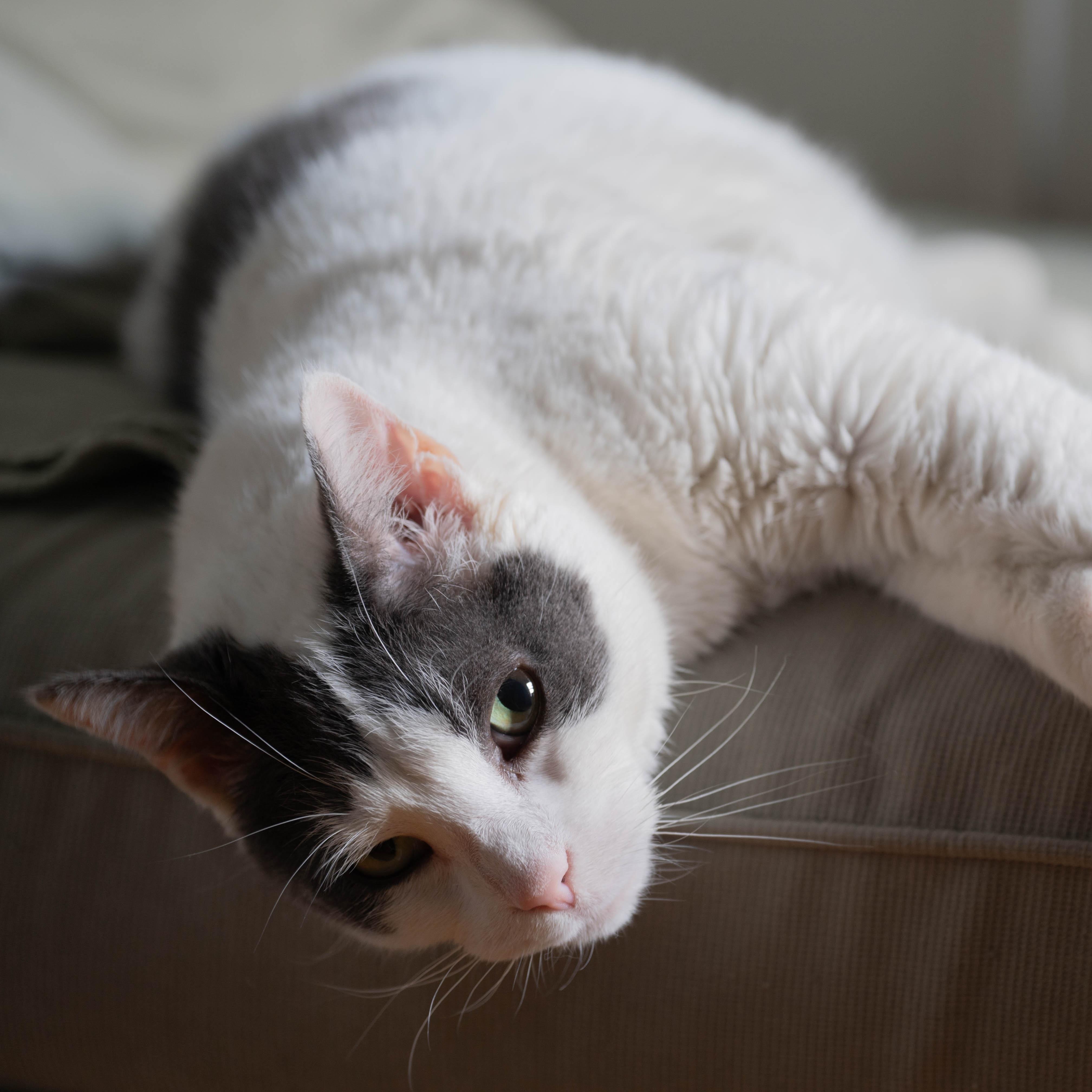 Enlarge Kitkat - sweetheart, a ADOPTABLE Domestic Short Hair in Bronx, NY image 5/5