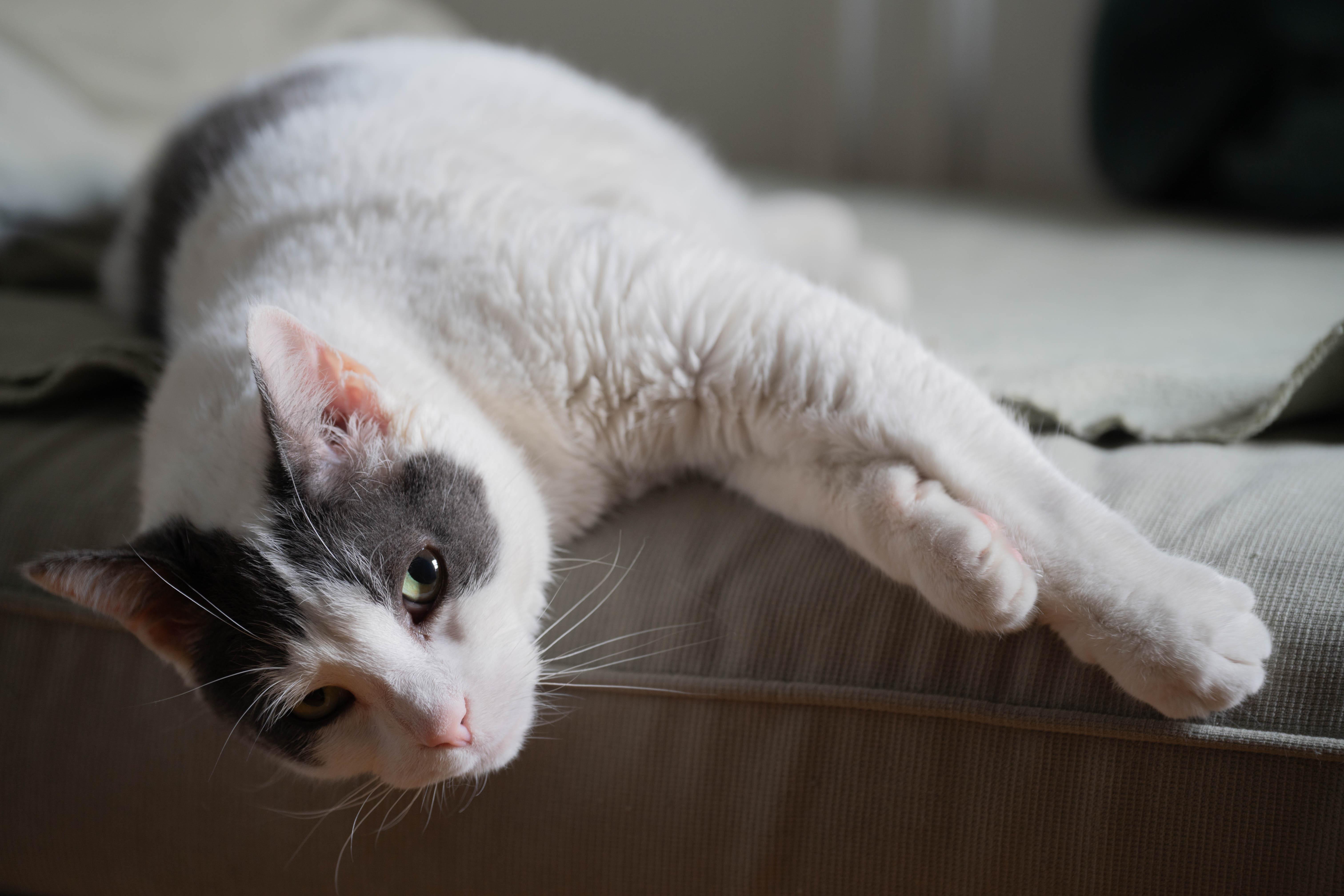 Enlarge Kitkat - lovely adult girl, a ADOPTABLE Domestic Short Hair in Port Chester, NY image 5/5