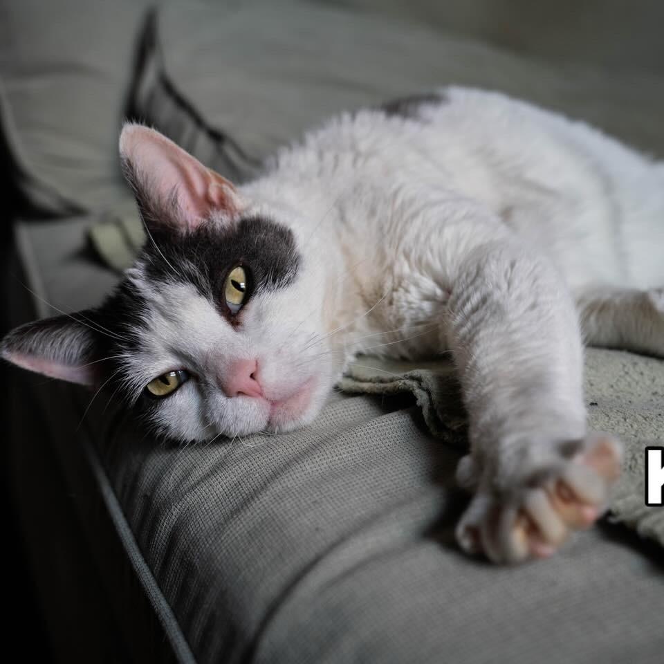 Enlarge Kitkat - sweetheart, a ADOPTABLE Domestic Short Hair in Bronx, NY image 4/5