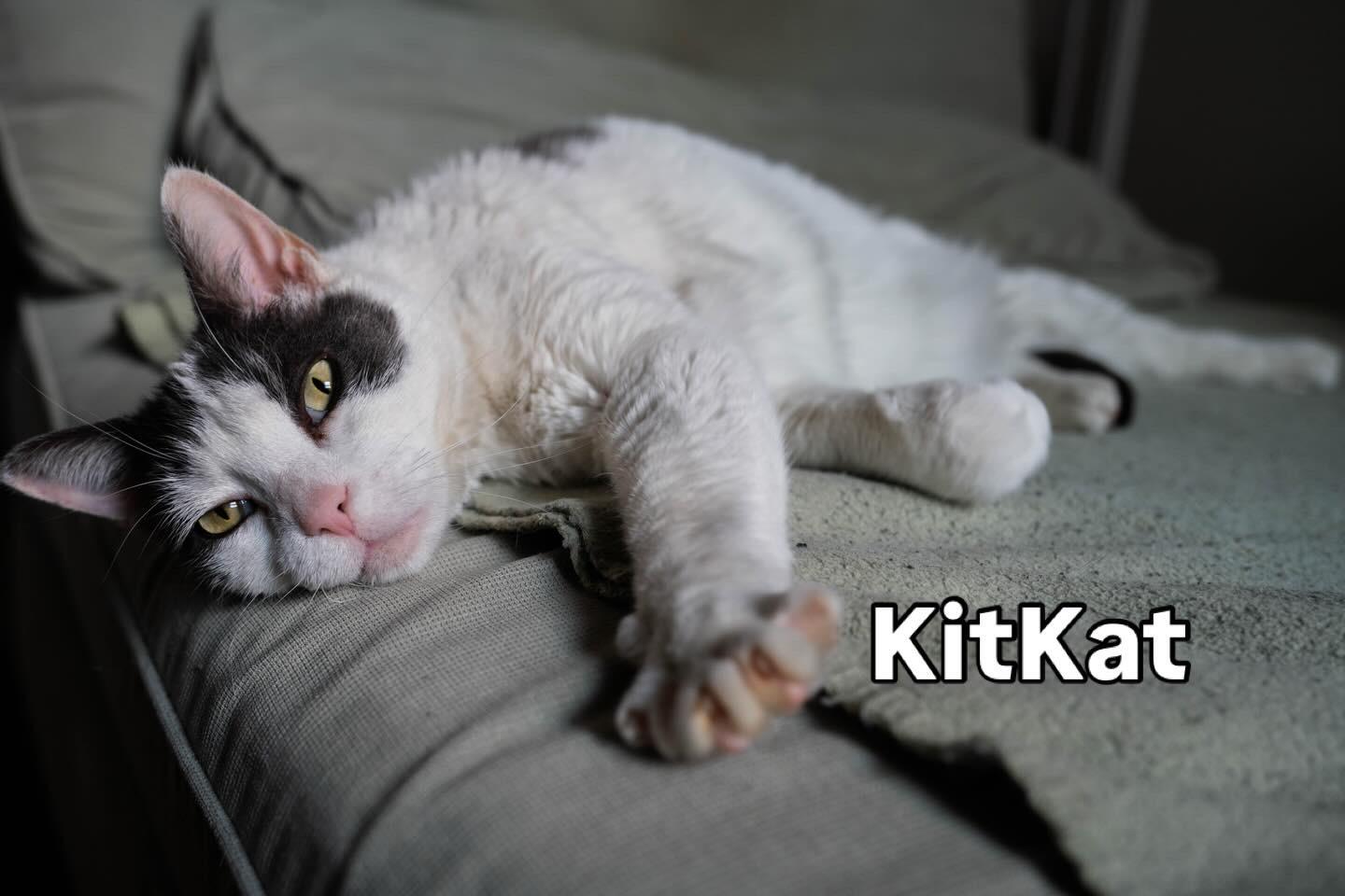 Enlarge Kitkat - lovely adult girl, a ADOPTABLE Domestic Short Hair in Port Chester, NY image 4/5