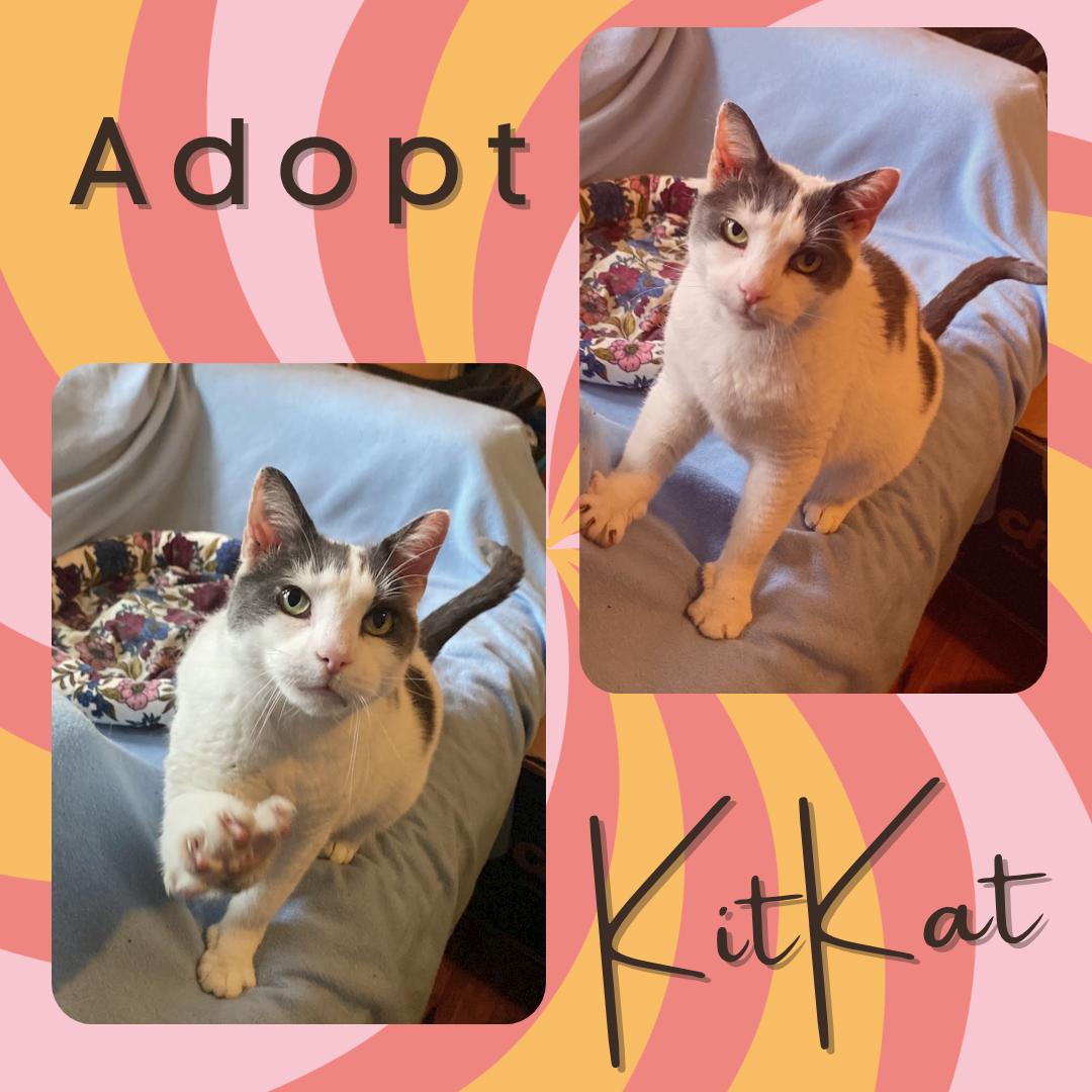 Enlarge Kitkat - lovely adult girl, a ADOPTABLE Domestic Short Hair in Port Chester, NY image 1/5