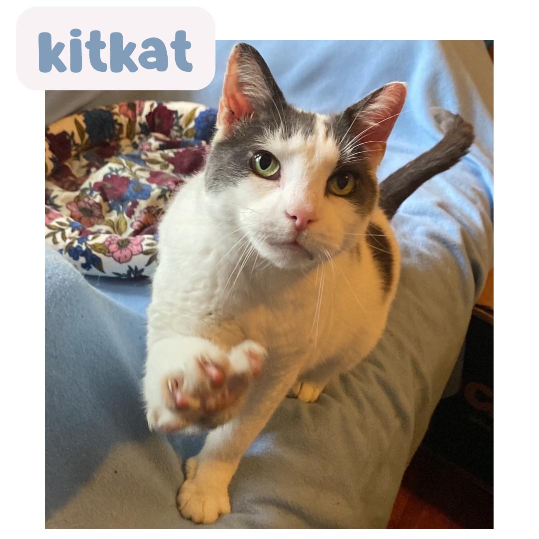 Enlarge Kitkat - lovely adult girl, a ADOPTABLE Domestic Short Hair in Port Chester, NY image 5/5