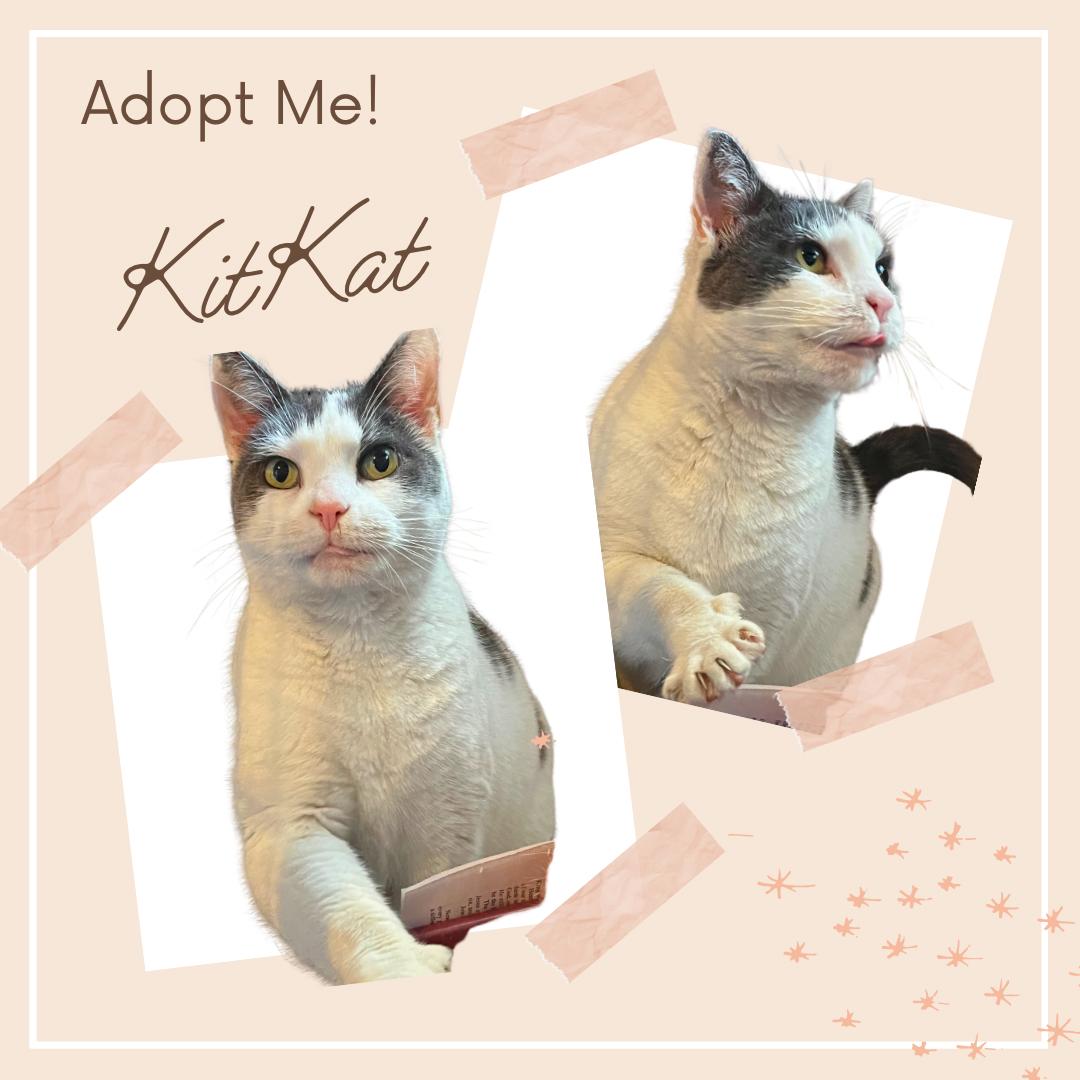 Enlarge Kitkat - lovely adult girl, a ADOPTABLE Domestic Short Hair in Port Chester, NY image 4/5