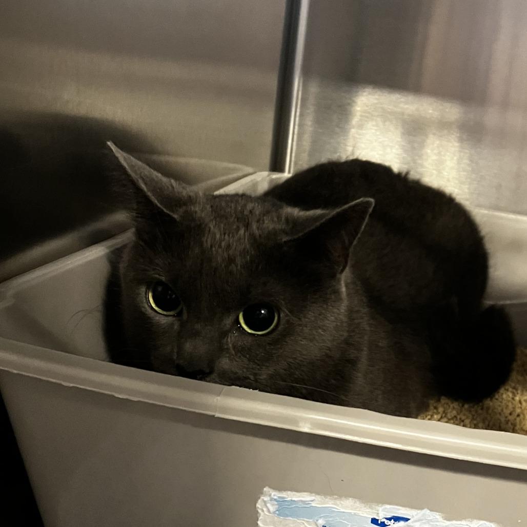 Enlarge Sherry, a Adoptable Domestic Short Hair in Wilmington, DE image 2/3