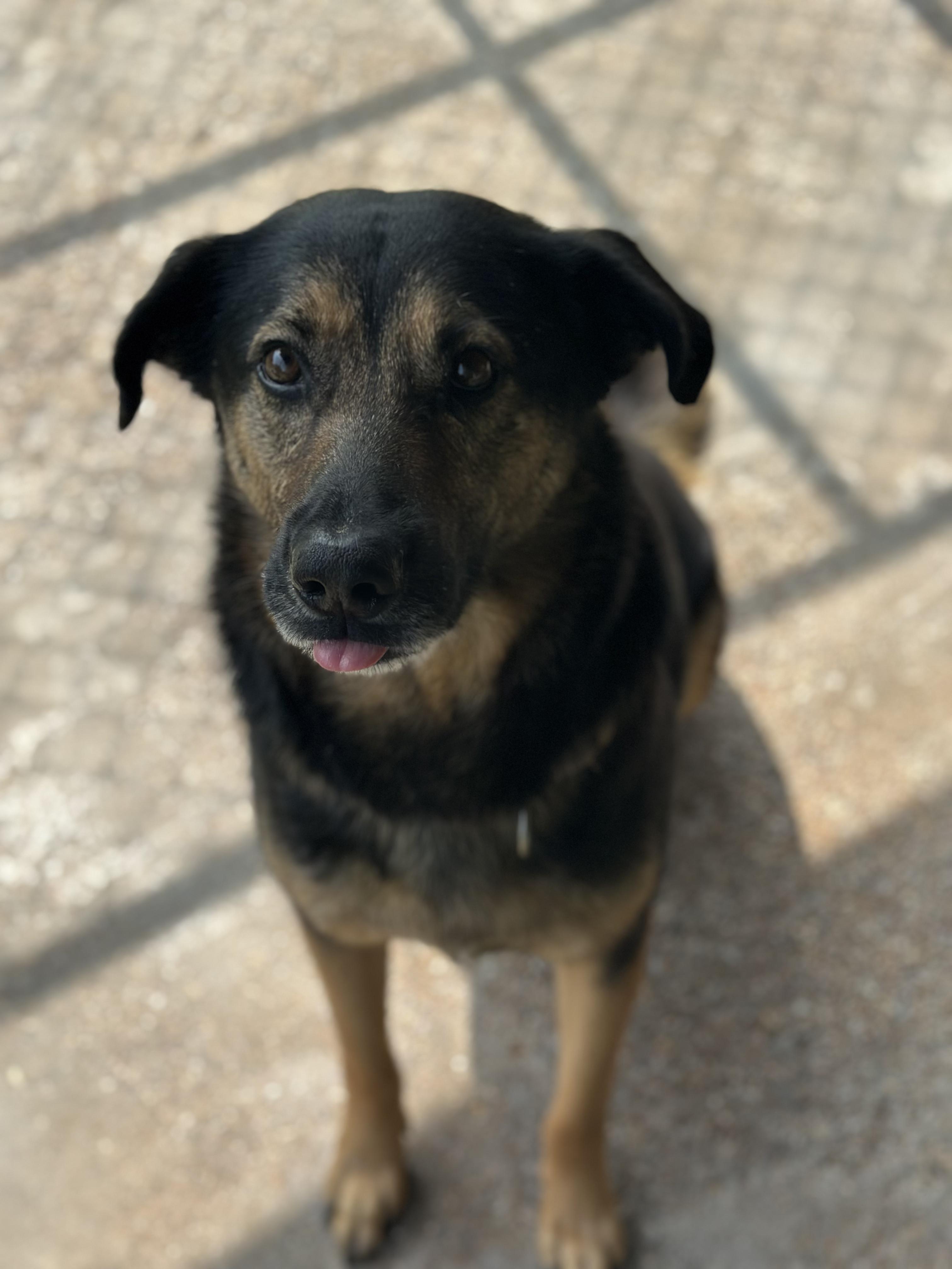 Enlarge Jake, a Adoptable mixed breed in Norfolk, MA image 1/2