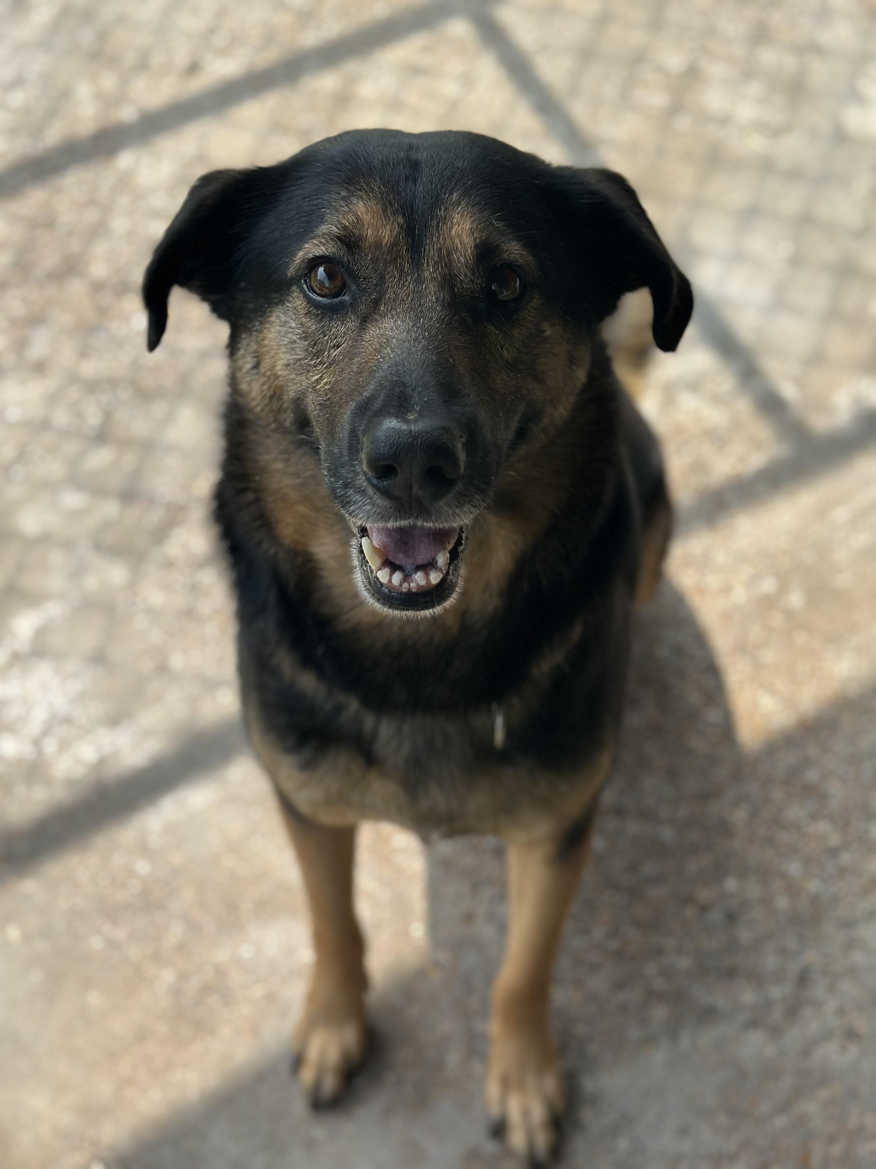 Enlarge Jake, a Adoptable mixed breed in Norfolk, MA image 2/2