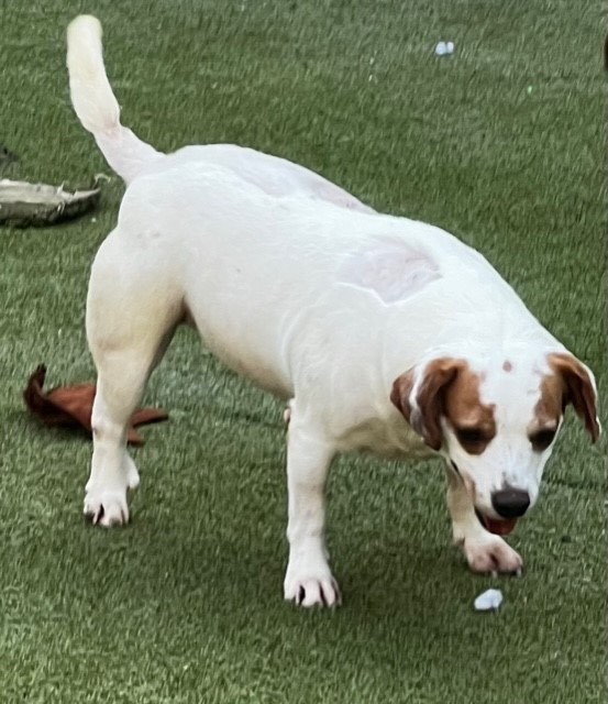 Enlarge PRINGLES, a Adoptable mixed breed in warren, NJ image 5/6