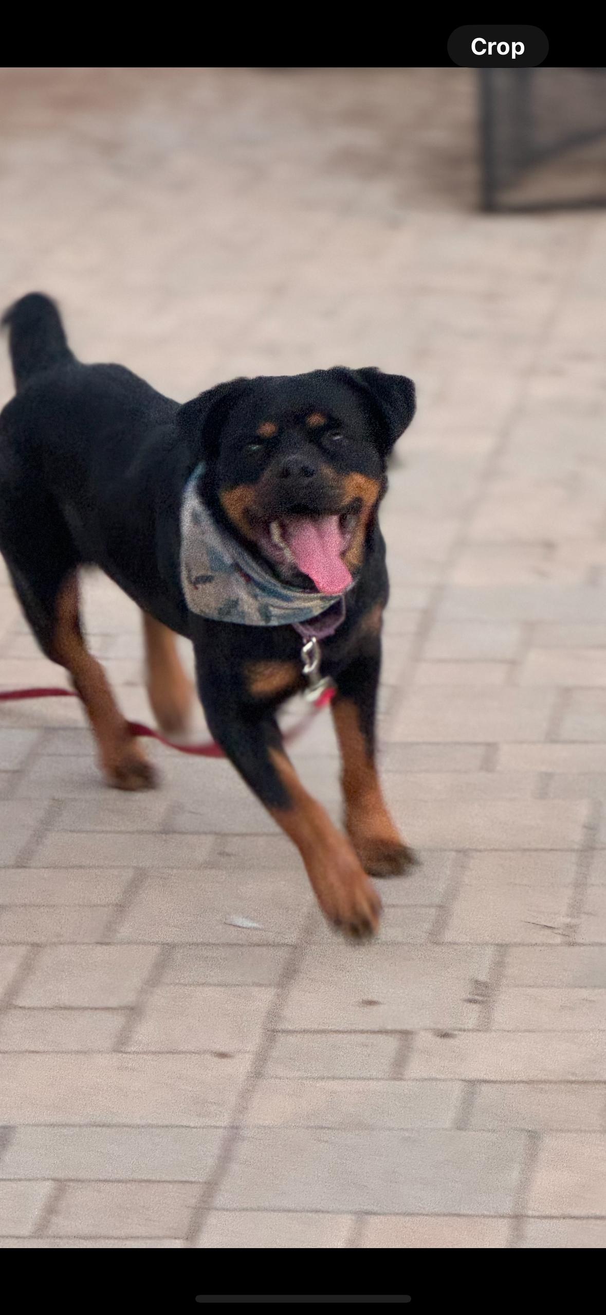 Enlarge Joelle, a Adoptable Rottweiler in Ramona, CA image 1/2