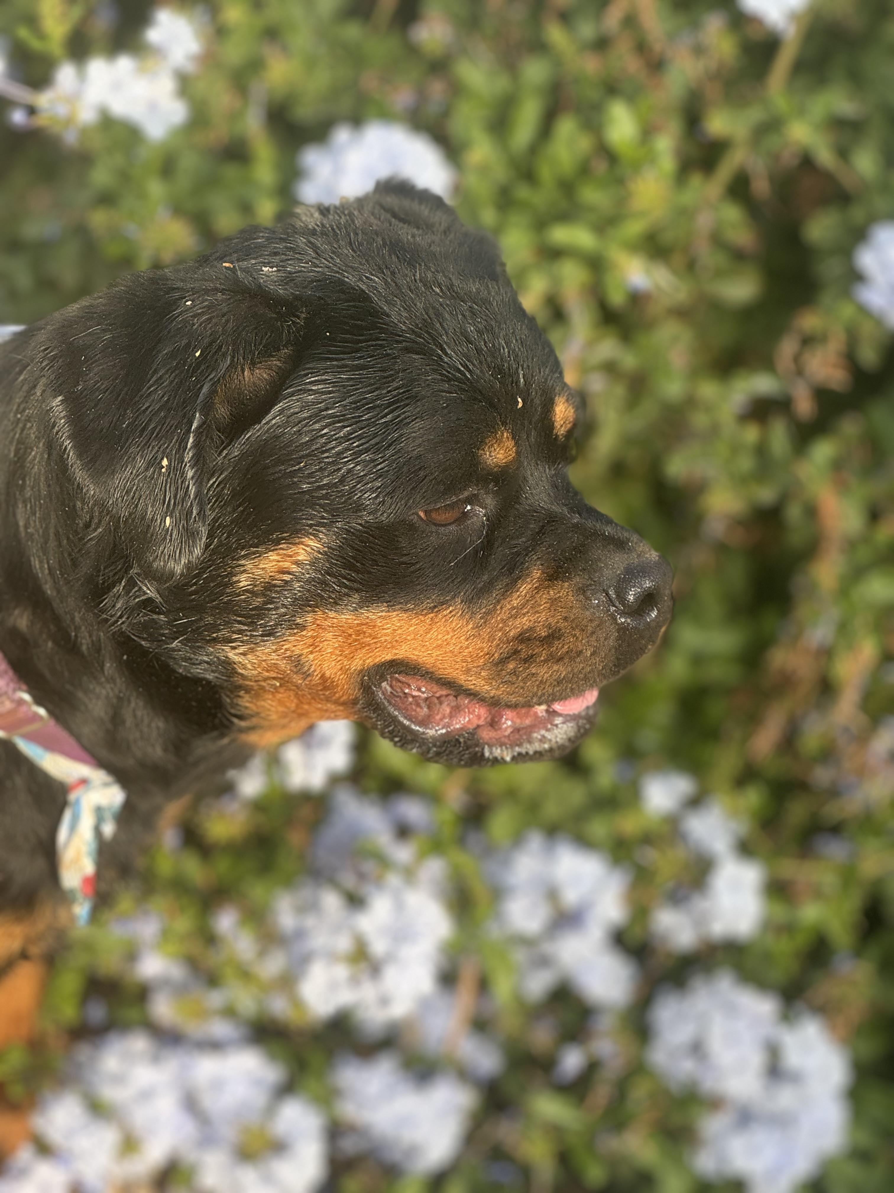 Enlarge Joelle, a Adoptable Rottweiler in Ramona, CA image 2/2