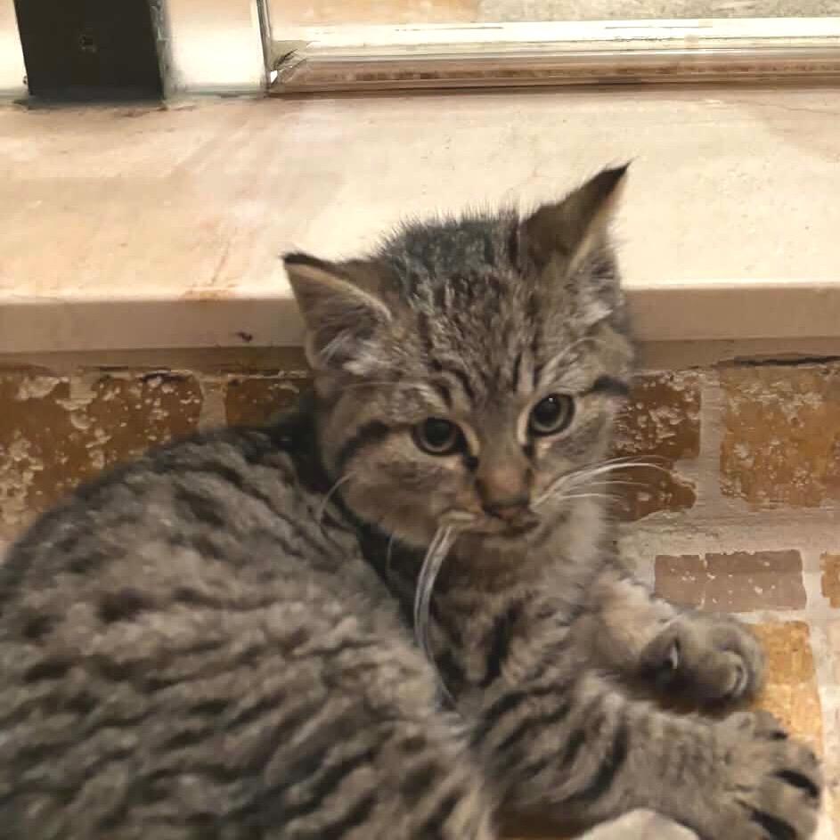 Tabby Halo thumbnail 2