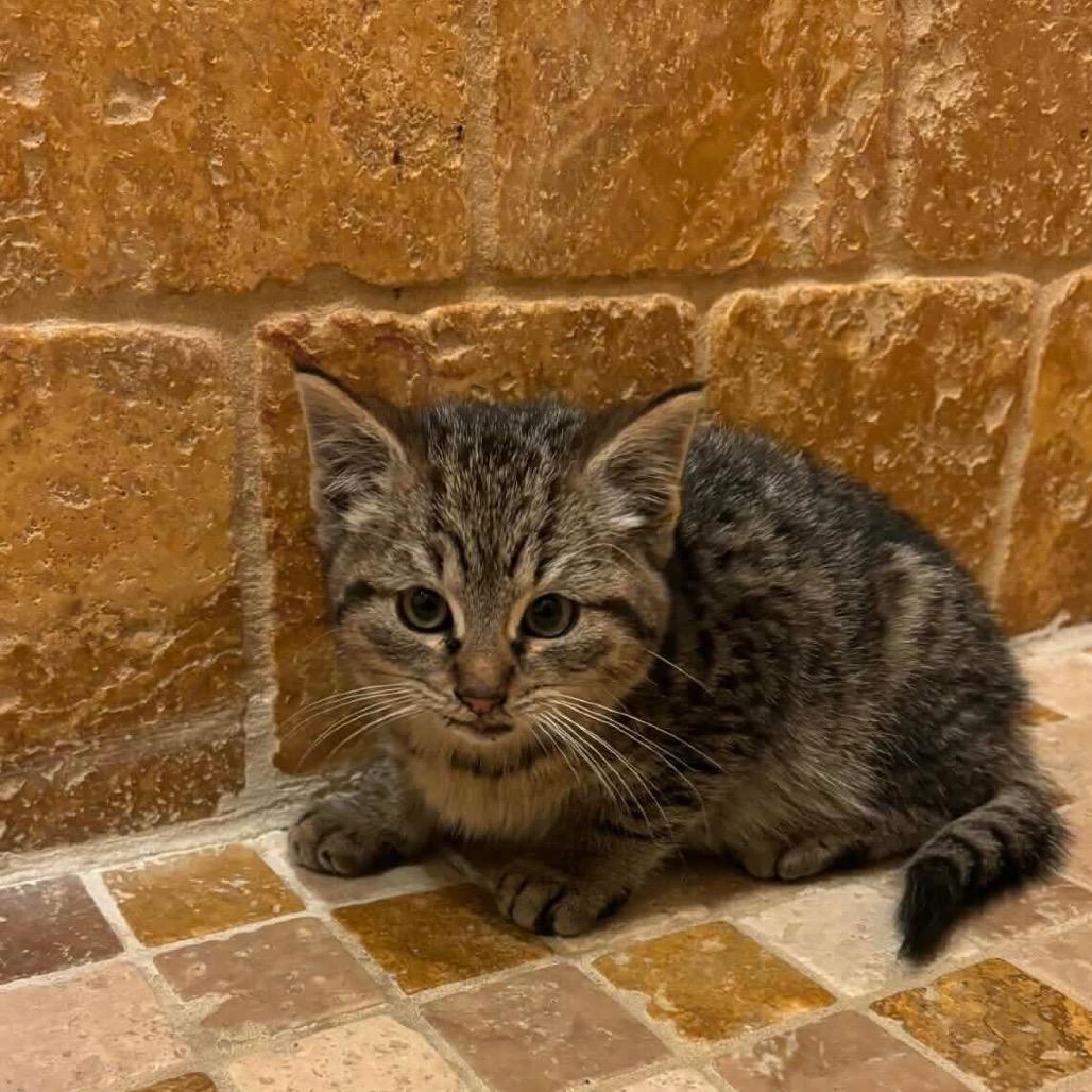 Tabby Halo thumbnail 3