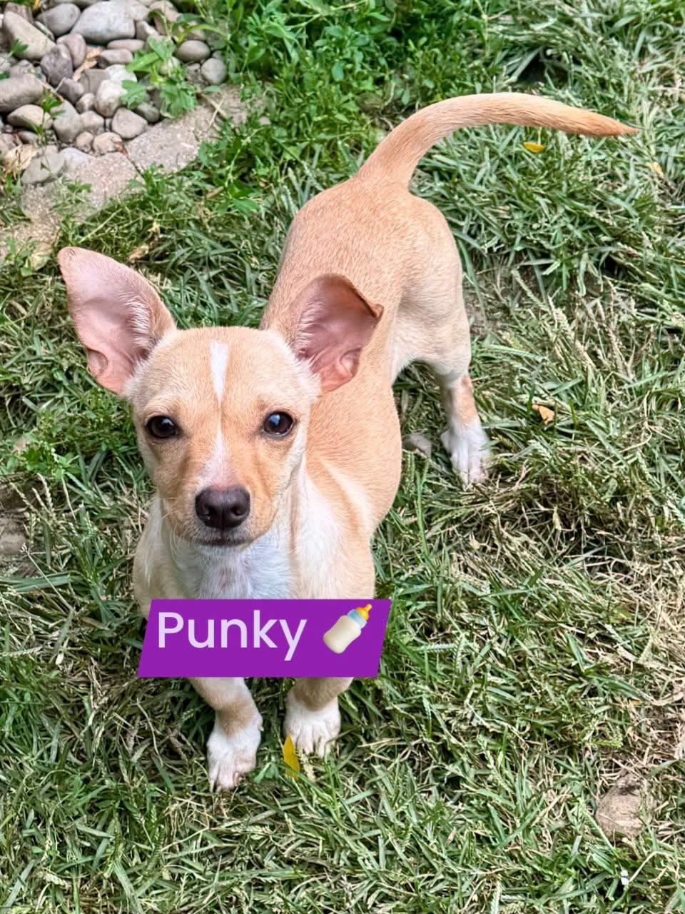 Enlarge Punky, a Adoptable mixed breed in Buffalo, NY image 1/3