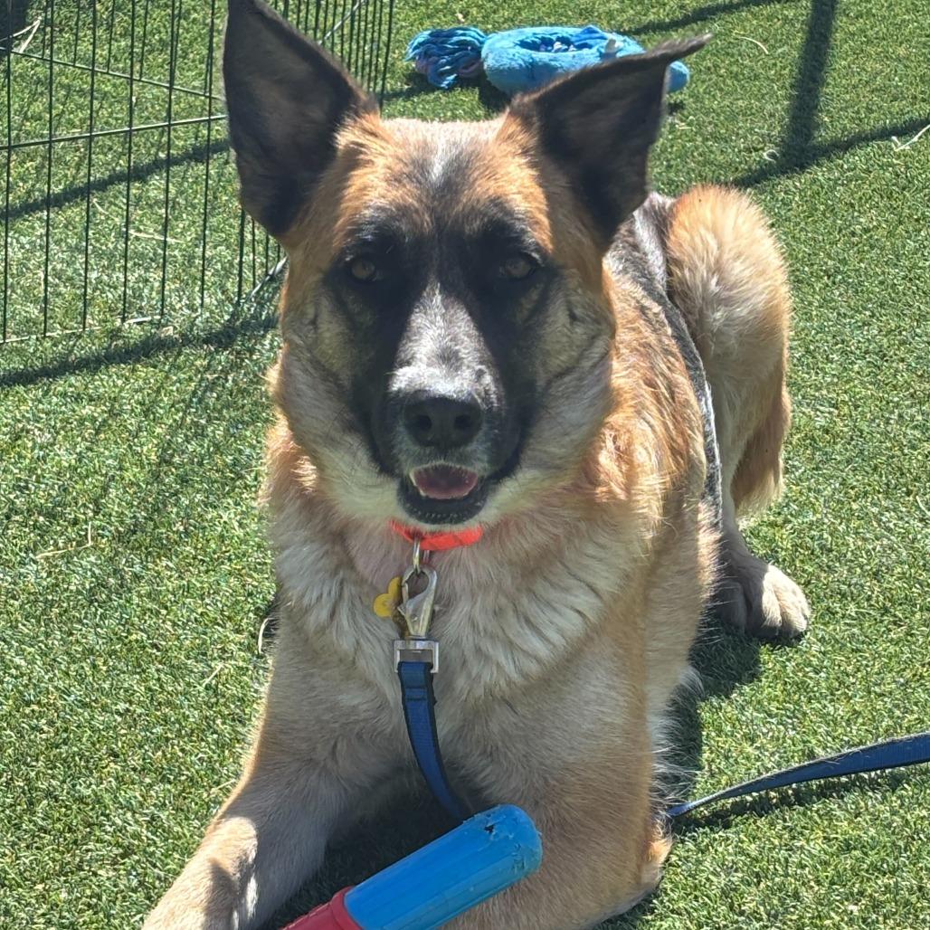 Mavis, Adoptable, Adult Female German Shepherd Dog.
