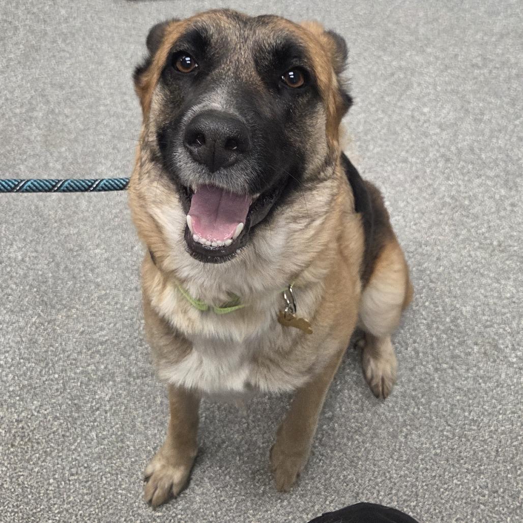 Enlarge Mavis, a Adoptable German Shepherd Dog in Durango, CO image 2/2
