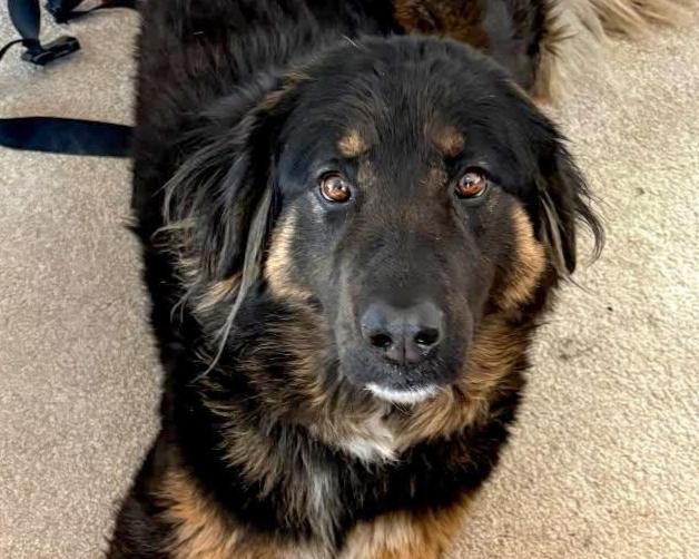Sierra - beautiful Bernese mix, ADOPTABLE, Adult Female Bernese Mountain Dog & Anatolian Shepherd.