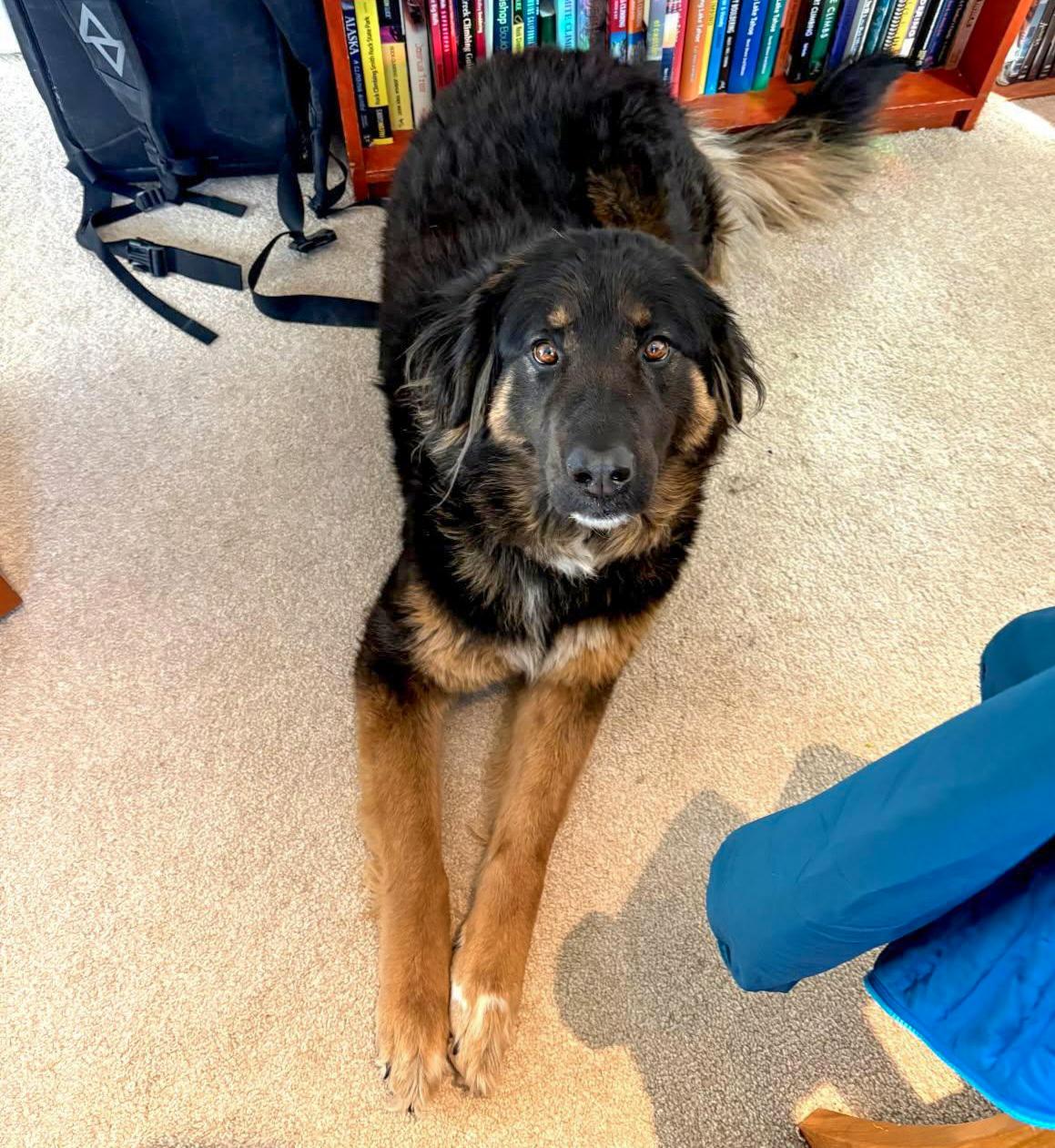 Enlarge Sierra - beautiful Bernese mix, a ADOPTABLE mixed breed in Boulder, CO image 2/2